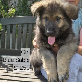 German Shepherd (Alsatian) - Both
