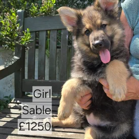 German Shepherd (Alsatian) - Both