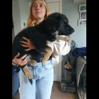 German Shepherd (Alsatian) - Bitches