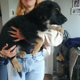 German Shepherd (Alsatian) - Bitches