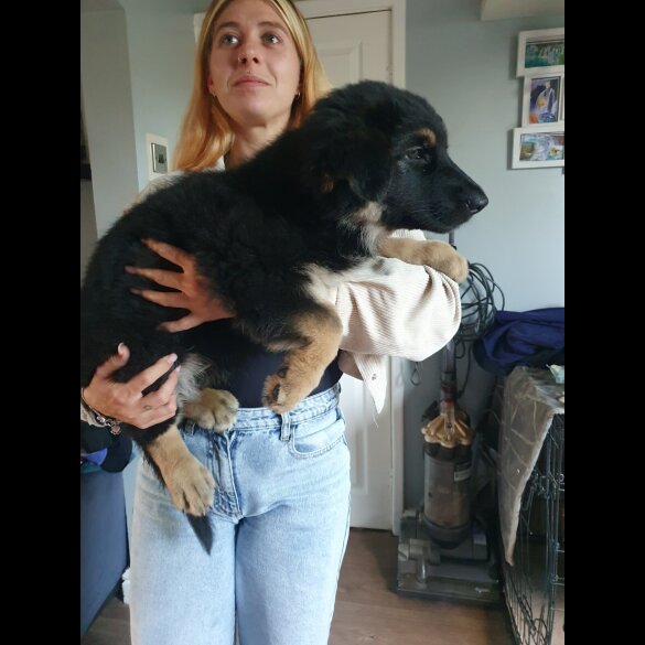 German Shepherd (Alsatian) - Bitches