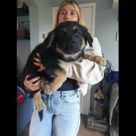 German Shepherd (Alsatian) - Bitches