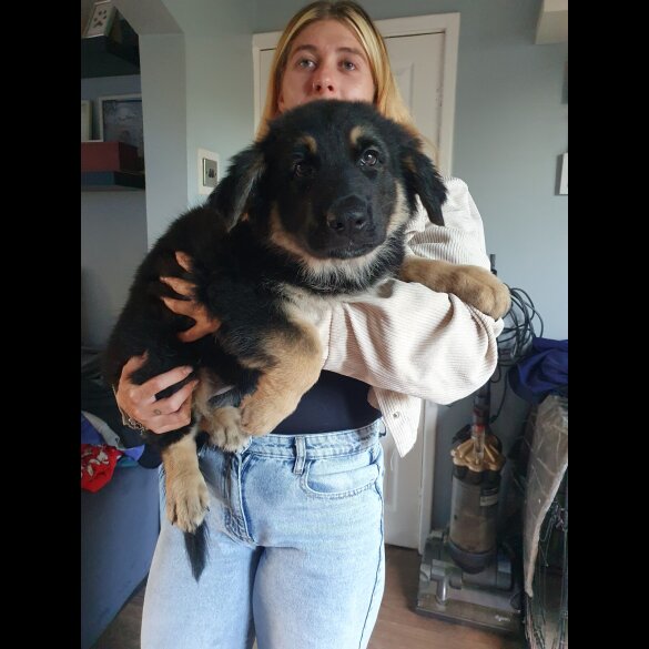 German Shepherd (Alsatian) - Bitches