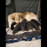German Shepherd (Alsatian) - Bitches