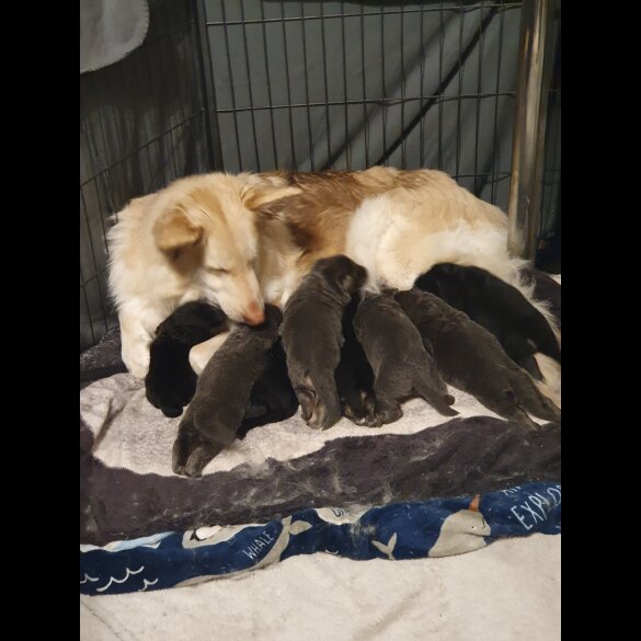 German Shepherd (Alsatian) - Bitches