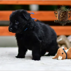 German Shepherd (Alsatian) - Both