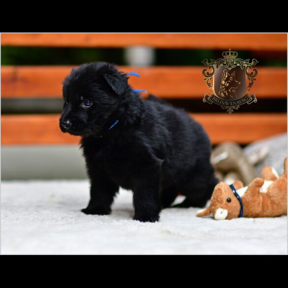 German Shepherd (Alsatian) - Both