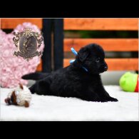 German Shepherd (Alsatian) - Both