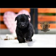 German Shepherd (Alsatian) - Both