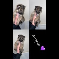 German Shepherd (Alsatian) - Both