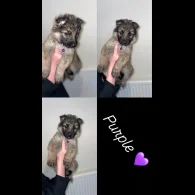 German Shepherd (Alsatian) - Both