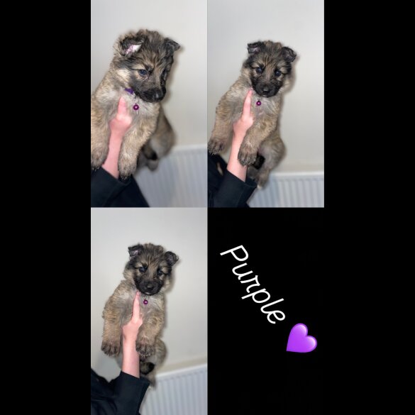 German Shepherd (Alsatian) - Both