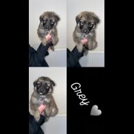 German Shepherd (Alsatian) - Both