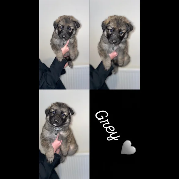 German Shepherd (Alsatian) - Both