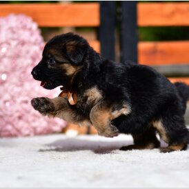 German Shepherd (Alsatian) - Both