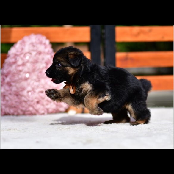 German Shepherd (Alsatian) - Both