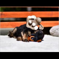 German Shepherd (Alsatian) - Both