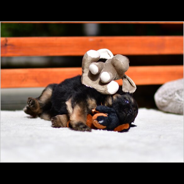 German Shepherd (Alsatian) - Both