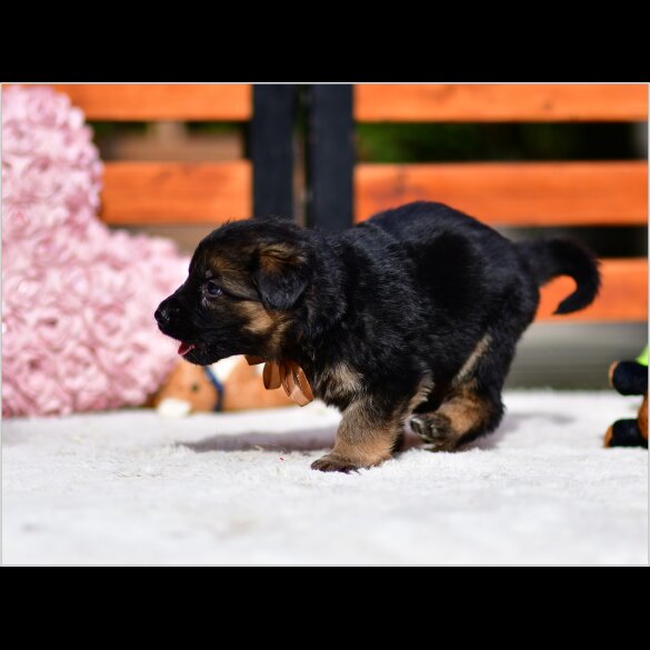 German Shepherd (Alsatian) - Both