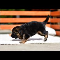 German Shepherd (Alsatian) - Both