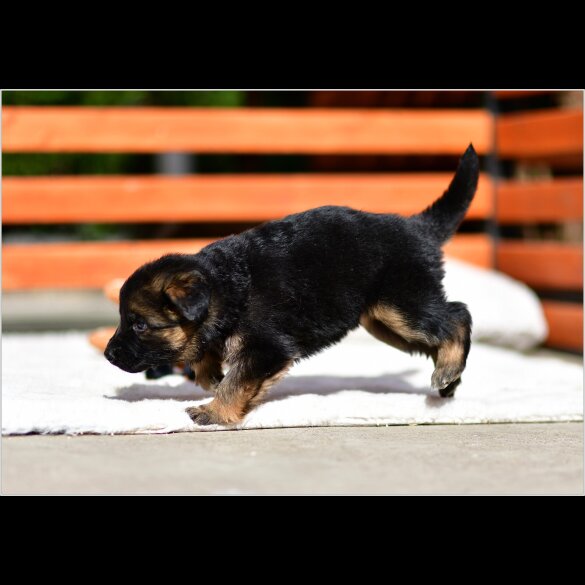 German Shepherd (Alsatian) - Both