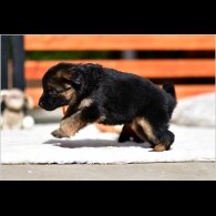 German Shepherd (Alsatian) - Both