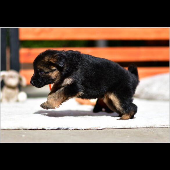 German Shepherd (Alsatian) - Both