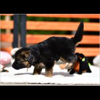 German Shepherd (Alsatian) - Both