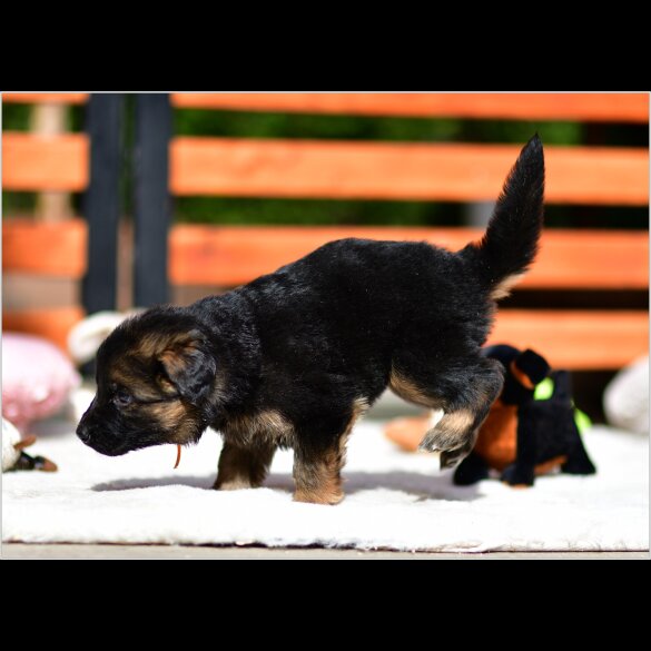 German Shepherd (Alsatian) - Both