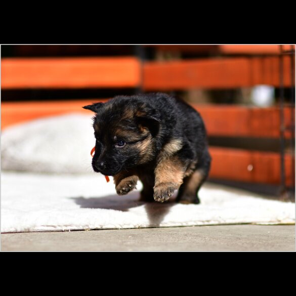German Shepherd (Alsatian) - Both