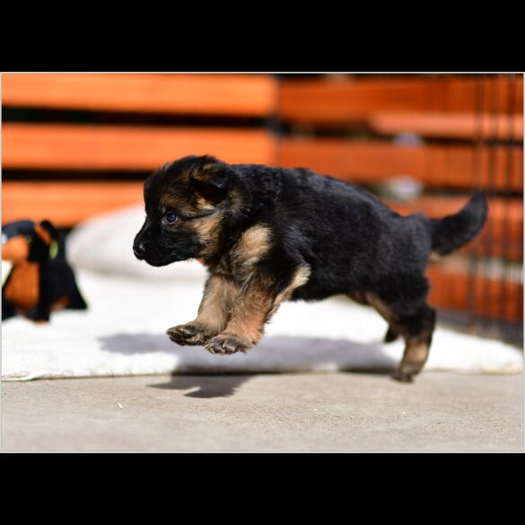 German Shepherd (Alsatian) - Both