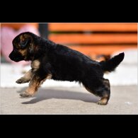 German Shepherd (Alsatian) - Both