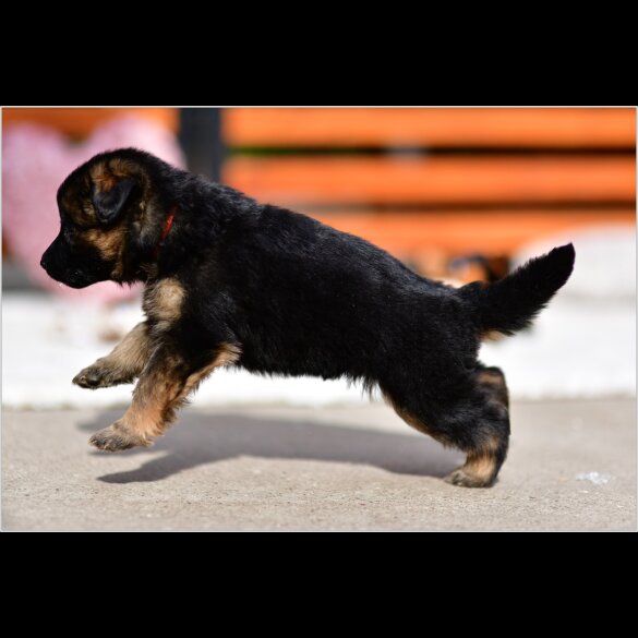 German Shepherd (Alsatian) - Both