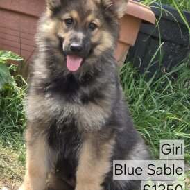 German Shepherd (Alsatian) - Both