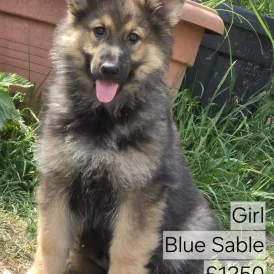 German Shepherd (Alsatian) - Both