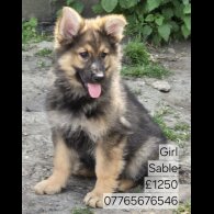 German Shepherd (Alsatian) - Both