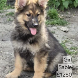 German Shepherd (Alsatian) - Both
