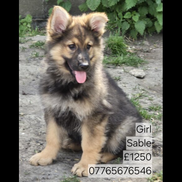 German Shepherd (Alsatian) - Both