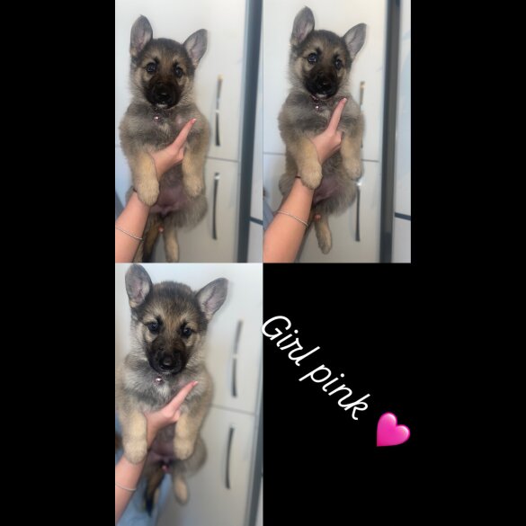 German Shepherd (Alsatian) - Both