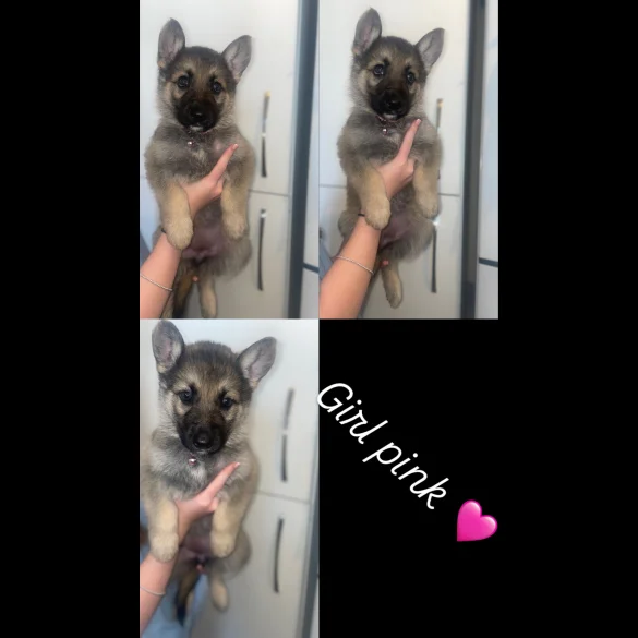 German Shepherd (Alsatian) - Both