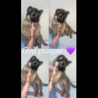 German Shepherd (Alsatian) - Both