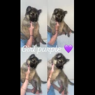 German Shepherd (Alsatian) - Both