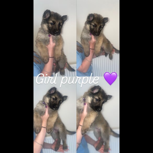 German Shepherd (Alsatian) - Both