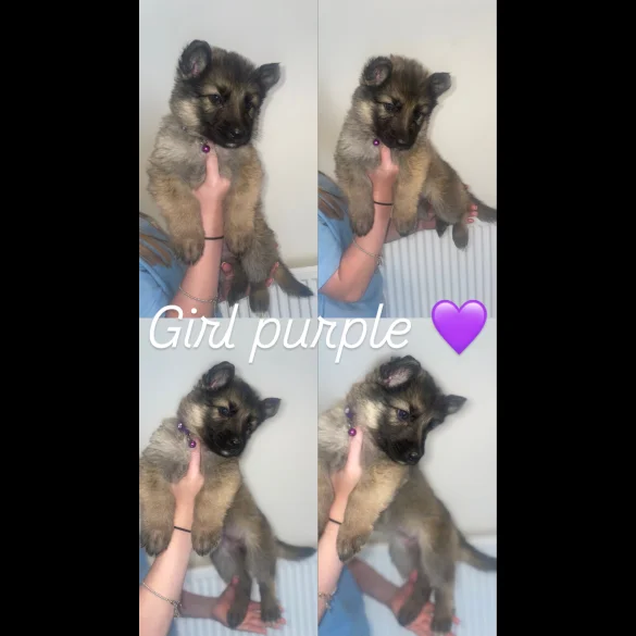 German Shepherd (Alsatian) - Both