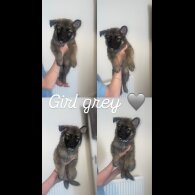 German Shepherd (Alsatian) - Both