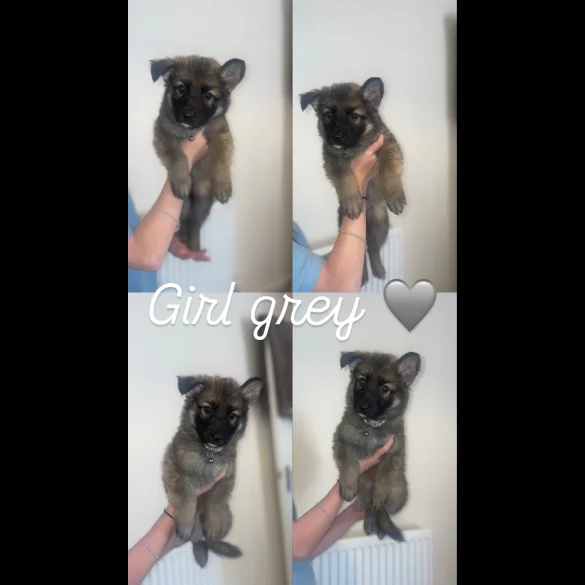 German Shepherd (Alsatian) - Both