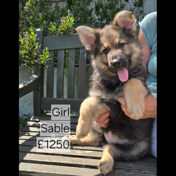 German Shepherd (Alsatian) - Both