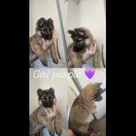 German Shepherd (Alsatian) - Both