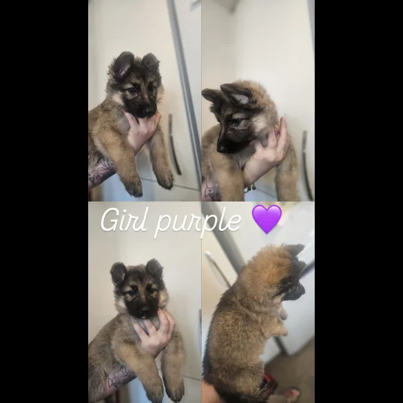 German Shepherd (Alsatian) - Both
