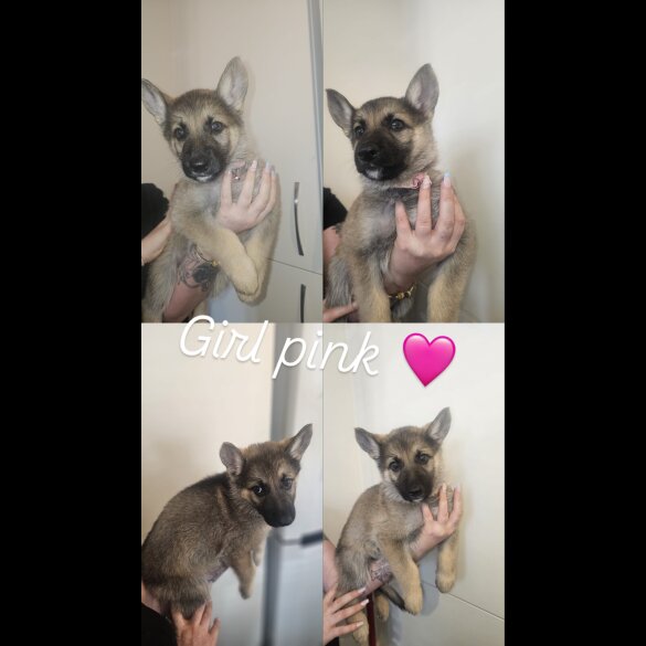 German Shepherd (Alsatian) - Both